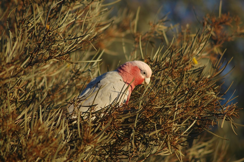 Galahs